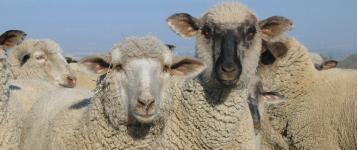 sheep