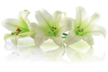 iStocklilies